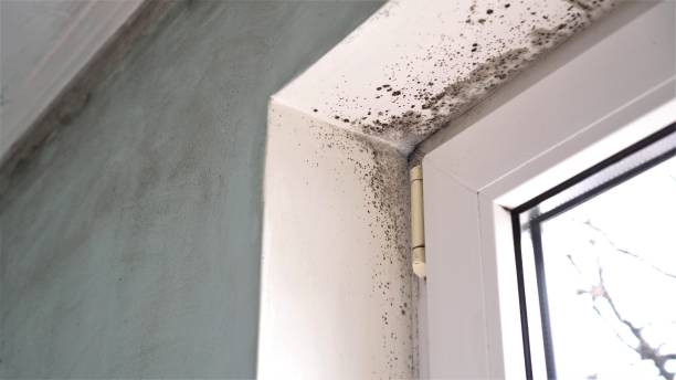 Best Air Quality Testing for Mold Spores  in Tlassee, AL