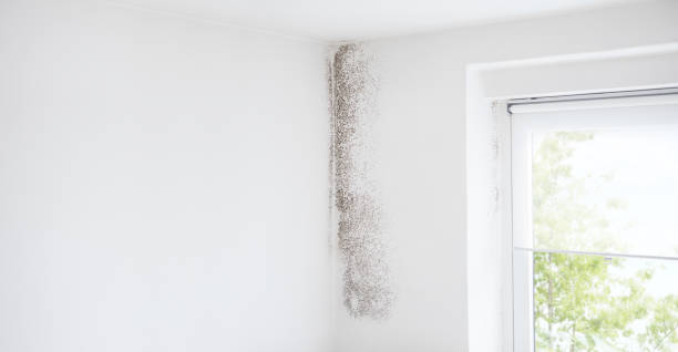  Tlassee, AL Mold Removal Pros