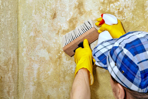 Mold Odor Removal Services in Tallassee, AL